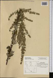 Artemisia vulgaris L., Western Europe (EUR) (Germany)