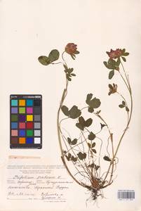 Trifolium pratense L., Eastern Europe, Central forest-and-steppe region (E6) (Russia)