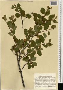Betula fruticosa Pall., Mongolia (MONG) (Mongolia)