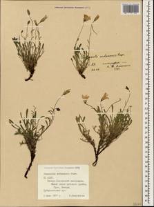 Campanula bellidifolia subsp. bellidifolia, Caucasus, North Ossetia, Ingushetia & Chechnya (K1c) (Russia)