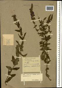 Lythrum salicaria L., Caucasus, Stavropol Krai, Karachay-Cherkessia & Kabardino-Balkaria (K1b) (Russia)