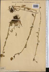 Tripleurospermum ambiguum (Ledeb.) Franch. & Sav., Middle Asia, Dzungarian Alatau & Tarbagatai (M5) (Kazakhstan)