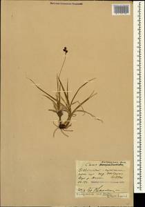 Carex orbicularis subsp. kotschyana (Boiss. & Hohen.) Kukkonen, Caucasus, Stavropol Krai, Karachay-Cherkessia & Kabardino-Balkaria (K1b) (Russia)
