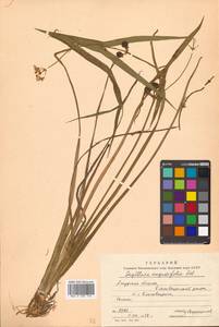 Sagittaria trifolia L., Siberia, Russian Far East (S6) (Russia)