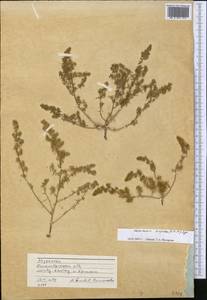 Halocharis hispida (Schrenk) Bunge, Middle Asia, Muyunkumy, Balkhash & Betpak-Dala (M9) (Kazakhstan)