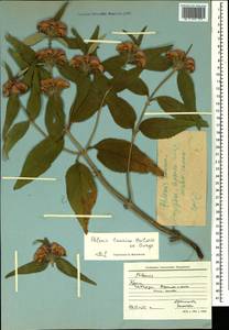 Phlomis herba-venti subsp. pungens (Willd.) Maire ex DeFilipps, Crimea (KRYM) (Russia)