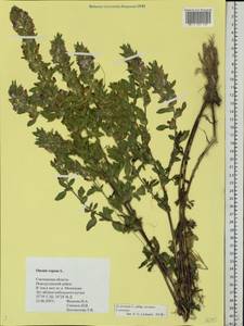 Ononis spinosa subsp. procurrens (Wallr.)Briq., Eastern Europe, Western region (E3) (Russia)