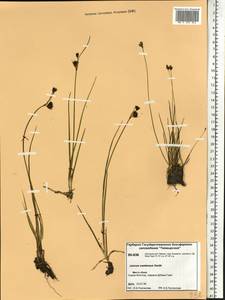 Juncus castaneus Sm., Siberia, Central Siberia (S3) (Russia)