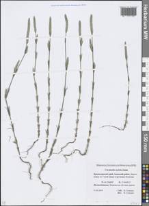 Crucianella angustifolia L., Caucasus, Krasnodar Krai & Adygea (K1a) (Russia)