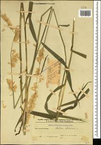 Melica altissima L., Caucasus, Azerbaijan (K6) (Azerbaijan)