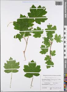 Acer campestre L., Eastern Europe, Rostov Oblast (E12a) (Russia)