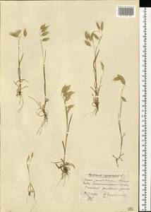 Bromus squarrosus L., Eastern Europe, South Ukrainian region (E12) (Ukraine)