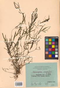 Potamogeton maackianus A.Benn., Siberia, Russian Far East (S6) (Russia)