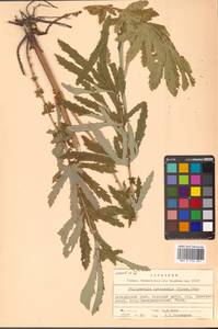 Filipendula angustiloba (Turcz. ex Fisch. & C. A. Mey.) Maxim., Siberia, Russian Far East (S6) (Russia)