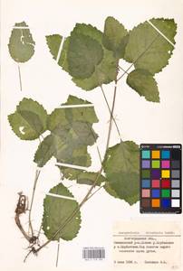 MHA 0 159 583, Scrophularia divaricata Ledeb., Eastern Europe, Lower Volga region (E9) (Russia)