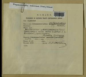 Drepanocladus aduncus (Hedw.) Warnst., Bryophytes, Bryophytes - Moscow City & Moscow Oblast (B6a) (Russia)