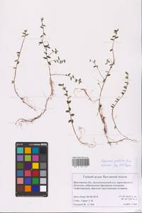 Vaccinium oxycoccos L., Eastern Europe, Central forest region (E5) (Russia)