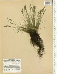 Festuca vivipara (L.) Sm., Siberia, Central Siberia (S3) (Russia)