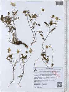 Astragalus sachalinensis Bunge, Siberia, Russian Far East (S6) (Russia)