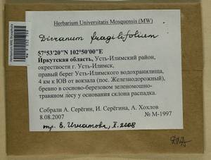 Dicranum fragilifolium Lindb., Bryophytes, Bryophytes - Baikal & Transbaikal regions (B18) (Russia)
