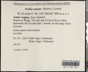 Pohlia nutans (Hedw.) Lindb., Bryophytes, Bryophytes - Russian Far East (excl. Chukotka & Kamchatka) (B20) (Russia)