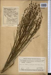 Dodartia orientalis L., Middle Asia, Muyunkumy, Balkhash & Betpak-Dala (M9) (Kazakhstan)