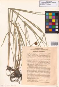 Bolboschoenus schmidii (Raymond) Holub, Siberia, Baikal & Transbaikal region (S4) (Russia)
