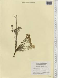 Helichrysum nogaicum Tzvelev, Eastern Europe, Lower Volga region (E9) (Russia)
