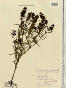 Melampyrum arvense L., Eastern Europe, North Ukrainian region (E11) (Ukraine)