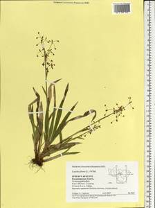 Luzula pilosa (L.) Willd., Eastern Europe, Central region (E4) (Russia)