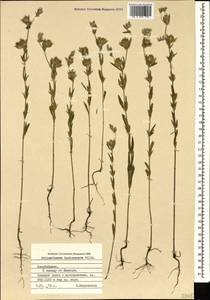 Helianthemum ledifolium subsp. lasiocarpum (Jacques & Hérincq) Nyman, Caucasus, Azerbaijan (K6) (Azerbaijan)