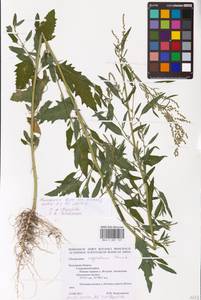 Chenopodium acuminatum Willd., Eastern Europe, Central region (E4) (Russia)