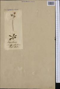 Primula farinosa L., Western Europe (EUR)