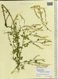 Melilotus officinalis (L.)Pall., Eastern Europe, Western region (E3) (Russia)