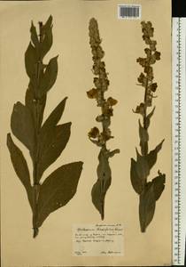 Verbascum densiflorum Bertol., Eastern Europe, Central forest-and-steppe region (E6) (Russia)