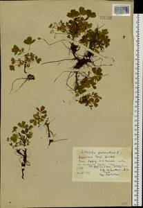 Sibbaldia procumbens L., Siberia, Altai & Sayany Mountains (S2) (Russia)