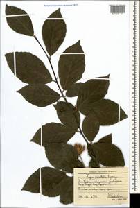 Fagus orientalis Lipsky, Caucasus, Stavropol Krai, Karachay-Cherkessia & Kabardino-Balkaria (K1b) (Russia)