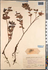 Vaccinium vitis-idaea L., Siberia, Russian Far East (S6) (Russia)