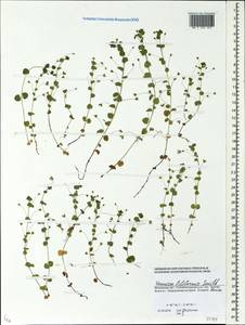 Veronica filiformis Sm., Eastern Europe, Moscow region (E4a) (Russia)