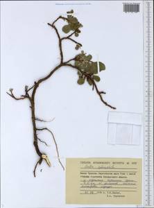 Salix sphenophylla A. K. Skvortsov, Siberia, Chukotka & Kamchatka (S7) (Russia)