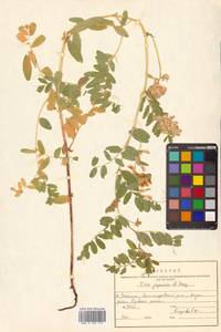 Vicia japonica A.Gray, Siberia, Russian Far East (S6) (Russia)
