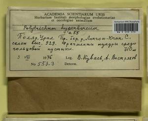 Polytrichum hyperboreum R. Br., Bryophytes, Bryophytes - Western Siberia (including Altai) (B15) (Russia)
