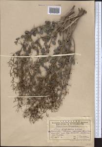 Alhagi kirghisorum Schrenk, Middle Asia, Western Tian Shan & Karatau (M3) (Kazakhstan)