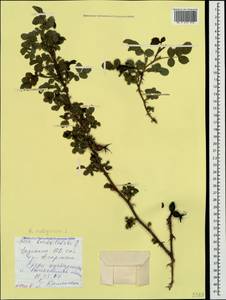 Rosa rubiginosa L., Crimea (KRYM) (Russia)