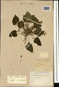 Viola somchetica C. Koch, Caucasus (no precise locality) (K0)
