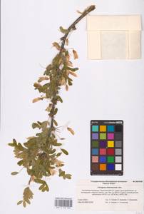 Caragana arborescens Lam., Eastern Europe, Lower Volga region (E9) (Russia)