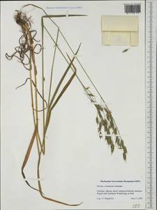 Bromus commutatus Schrad., Western Europe (EUR) (Germany)