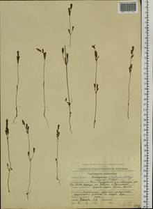 Gentianella amarella subsp. acuta (Michx.) Gillett, Siberia, Chukotka & Kamchatka (S7) (Russia)