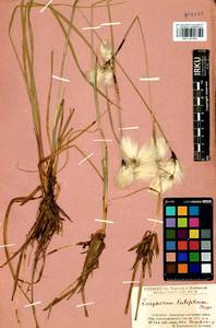 Eriophorum gracile Koch, Siberia, Baikal & Transbaikal region (S4) (Russia)