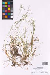 Poa supina Schrad., Eastern Europe, North-Western region (E2) (Russia)